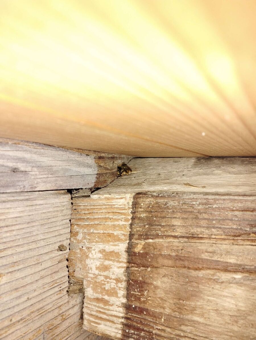 essaim d abeille enlevement