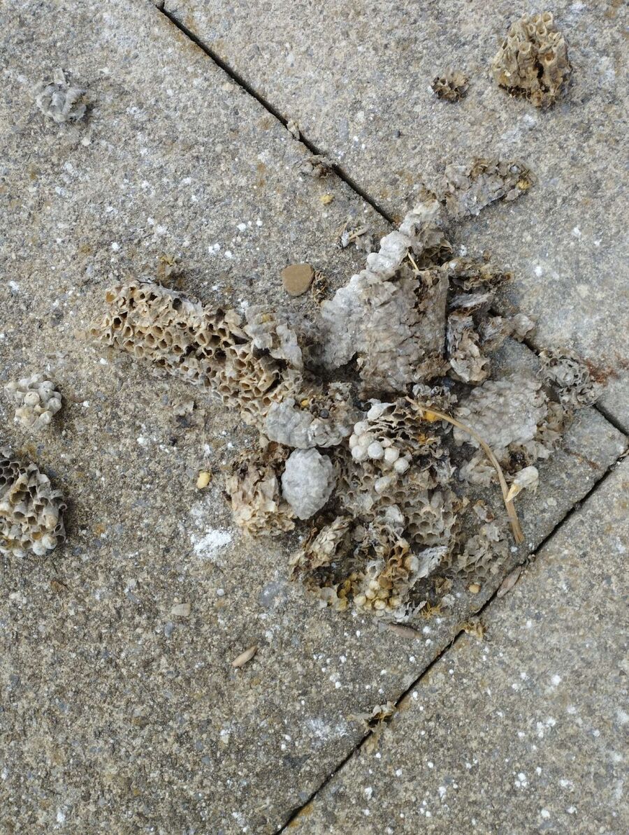 enlever un nid d abeille