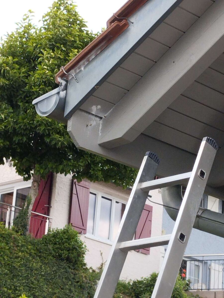 ruche abeille maison que faire