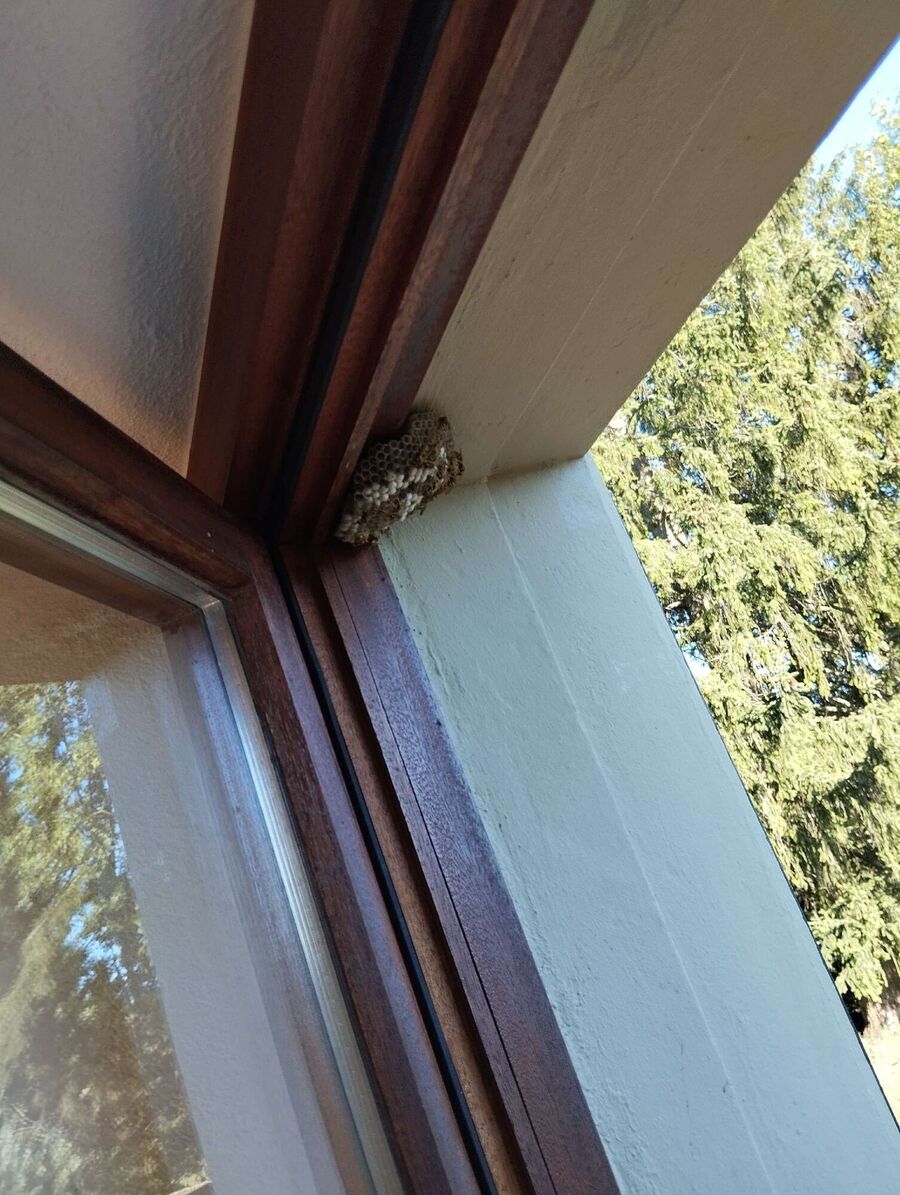 enlever un nid d abeille