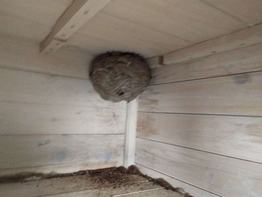 nid d abeille que faire