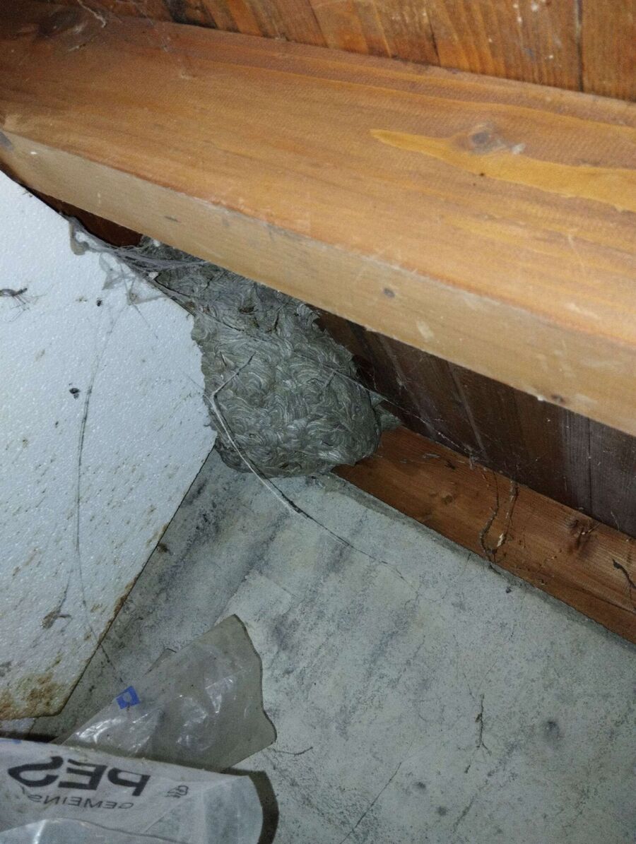 nid d abeille que faire