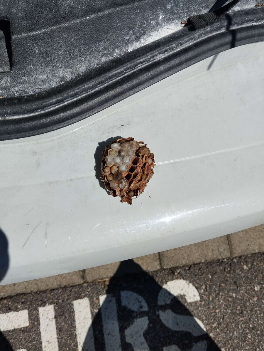 nid d abeille que faire