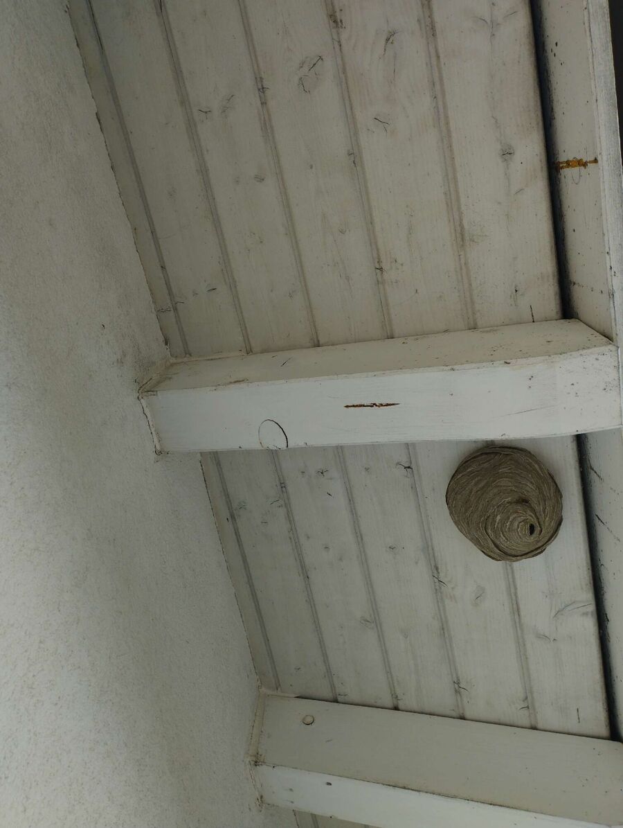 ruche abeille maison que faire