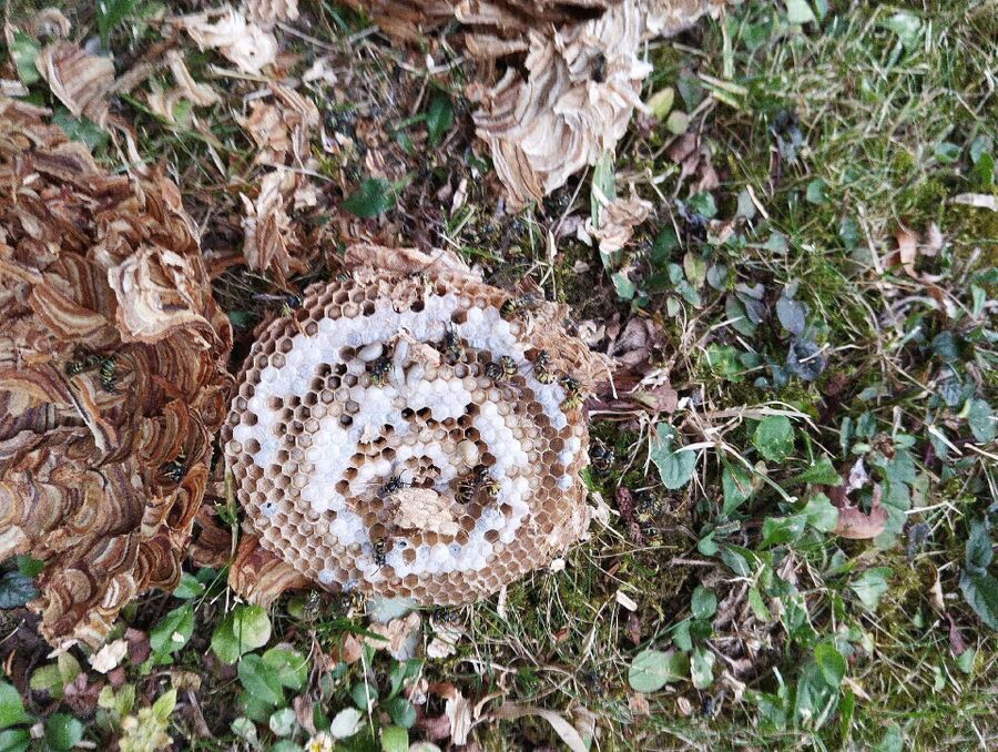 nid d abeille que faire