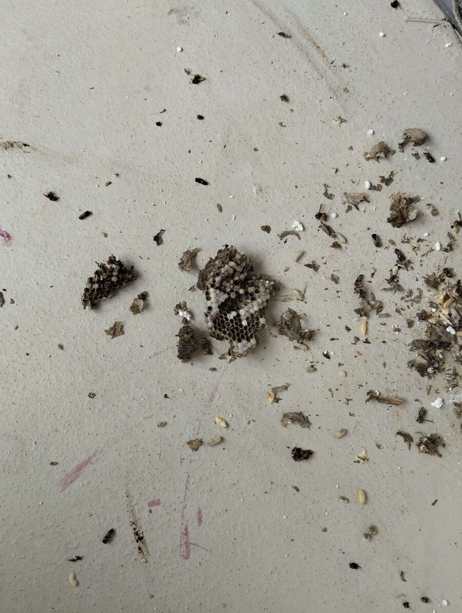 ruche abeille maison que faire