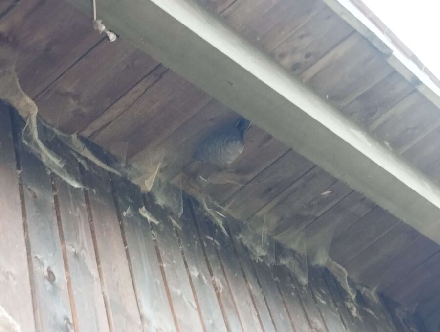 essaim d abeille enlevement