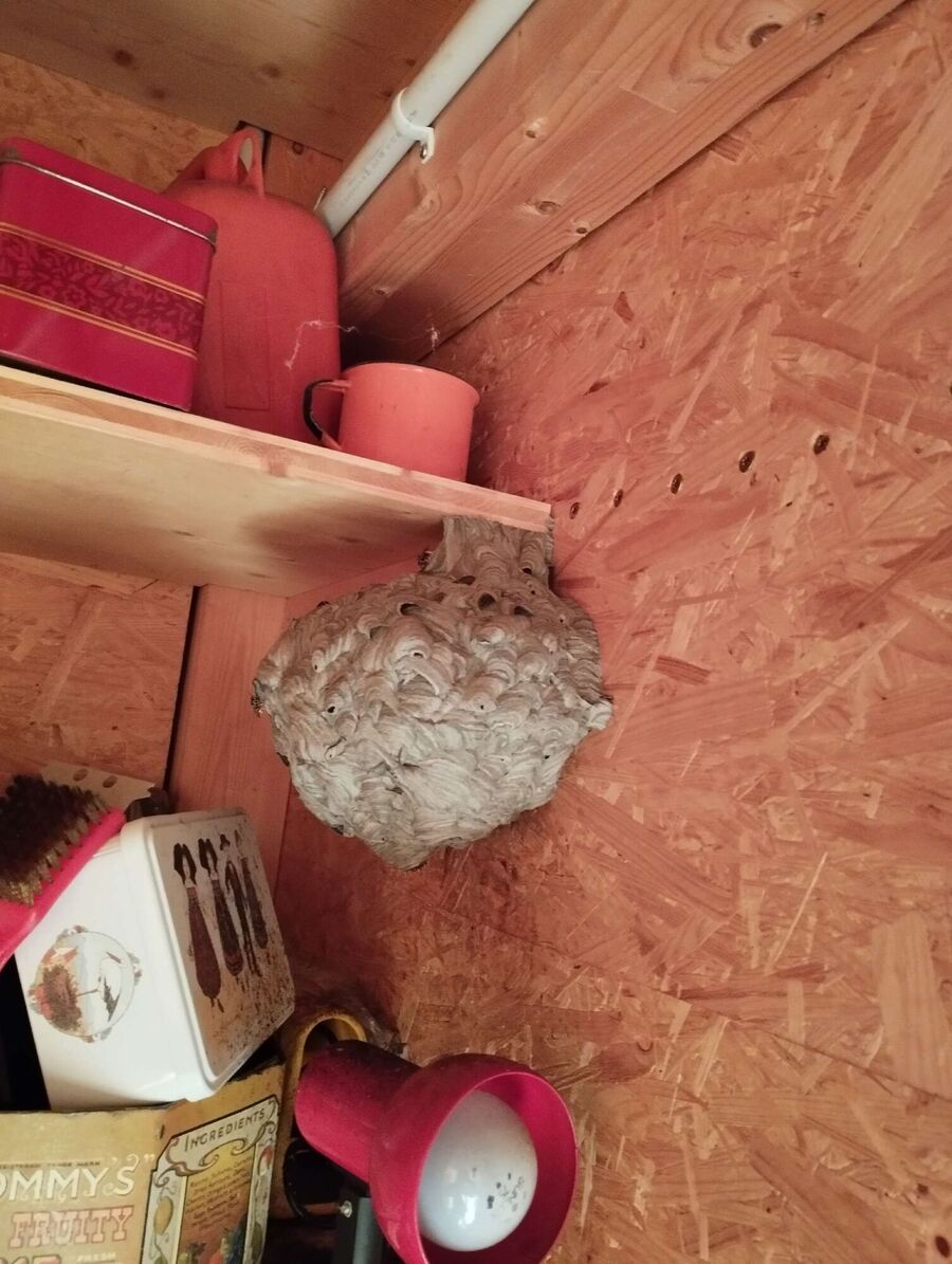 ruche abeille maison que faire