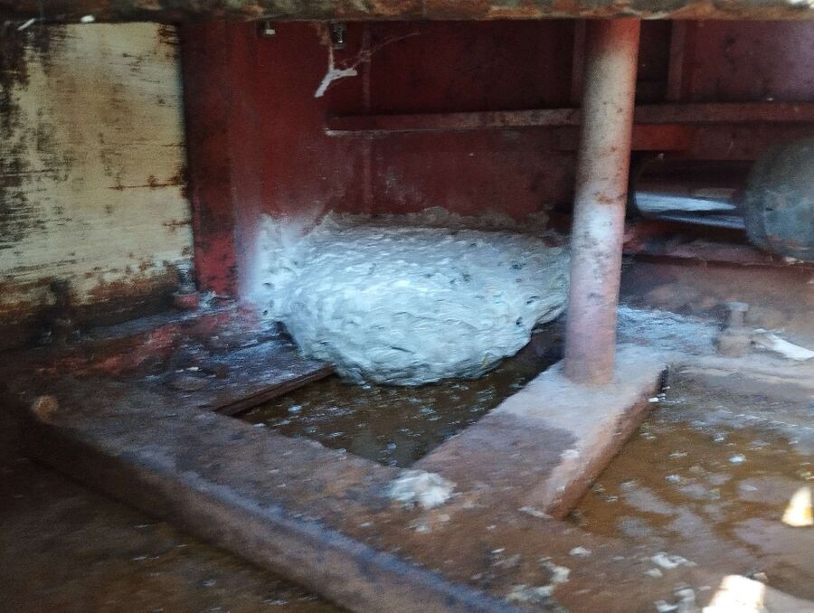 essaim d abeille enlevement