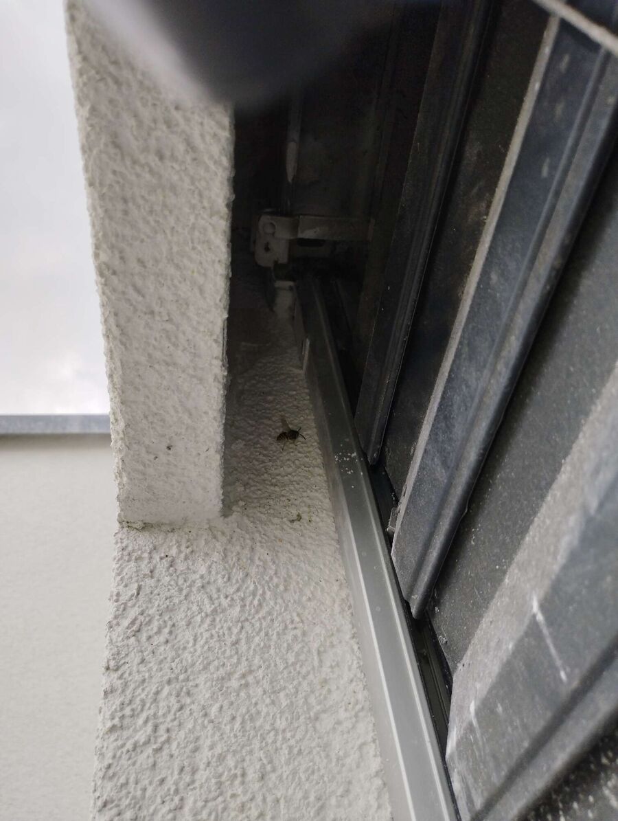 essaim d abeille enlevement