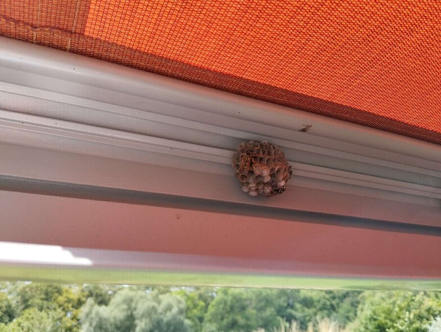 enlever un nid d abeille