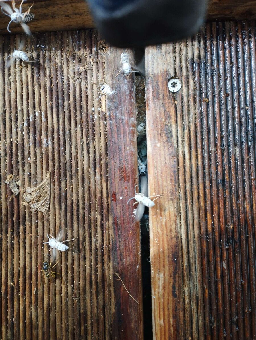 nid d abeille que faire