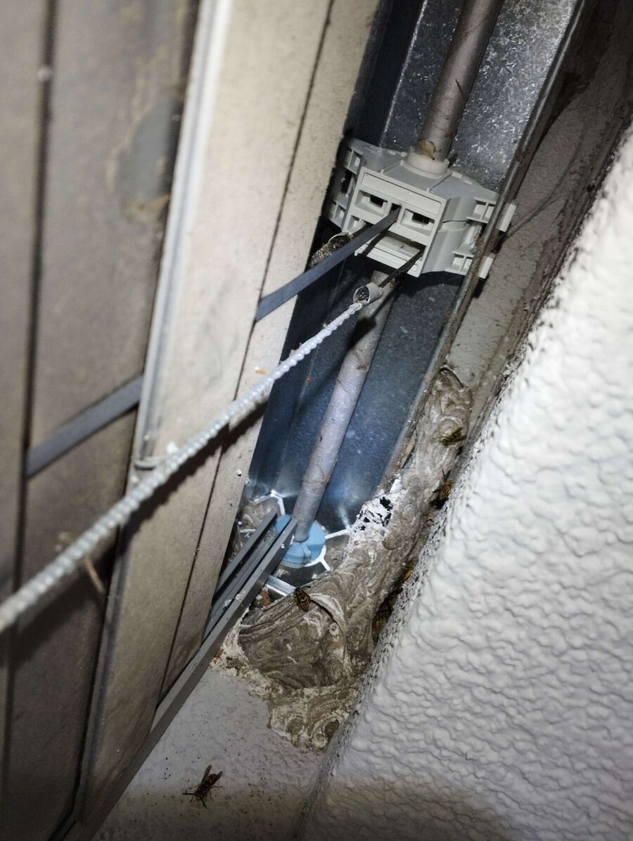 ruche abeille maison que faire