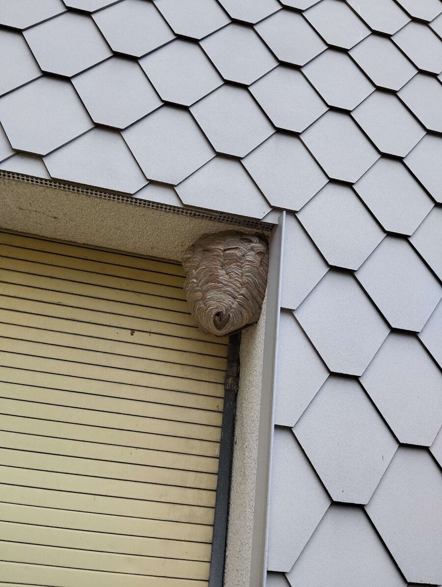 nid d abeille que faire