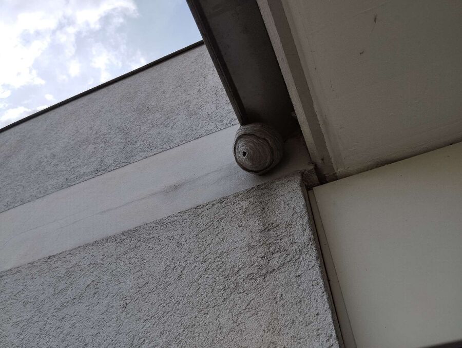 ruche abeille maison que faire