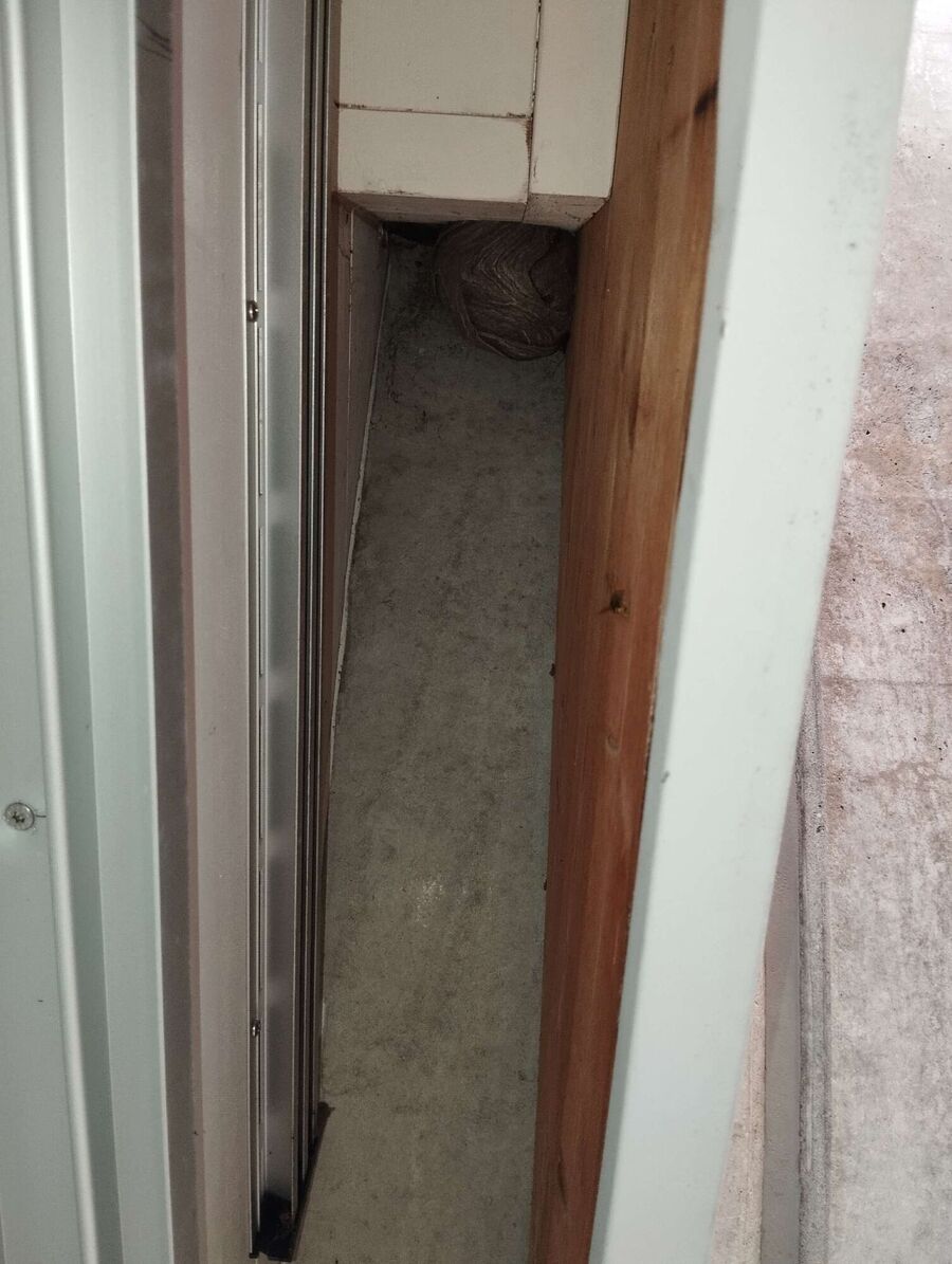 essaim d abeille enlevement