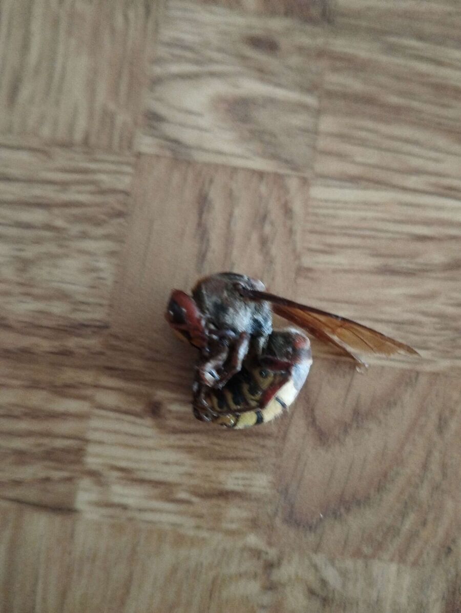 enlever un nid d abeille