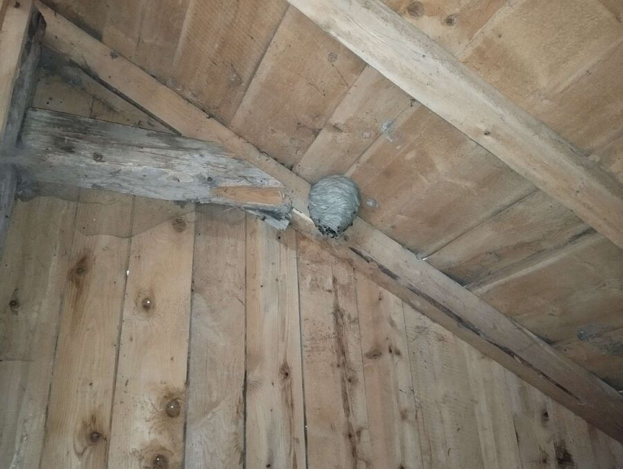 enlever un nid d abeille