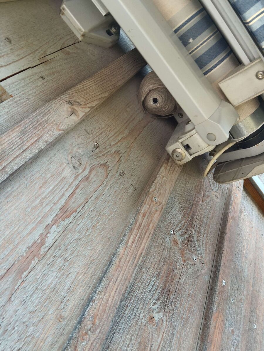 essaim d abeille enlevement