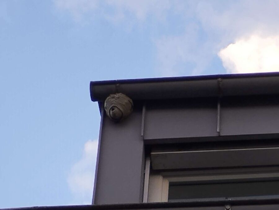 enlever un nid d abeille