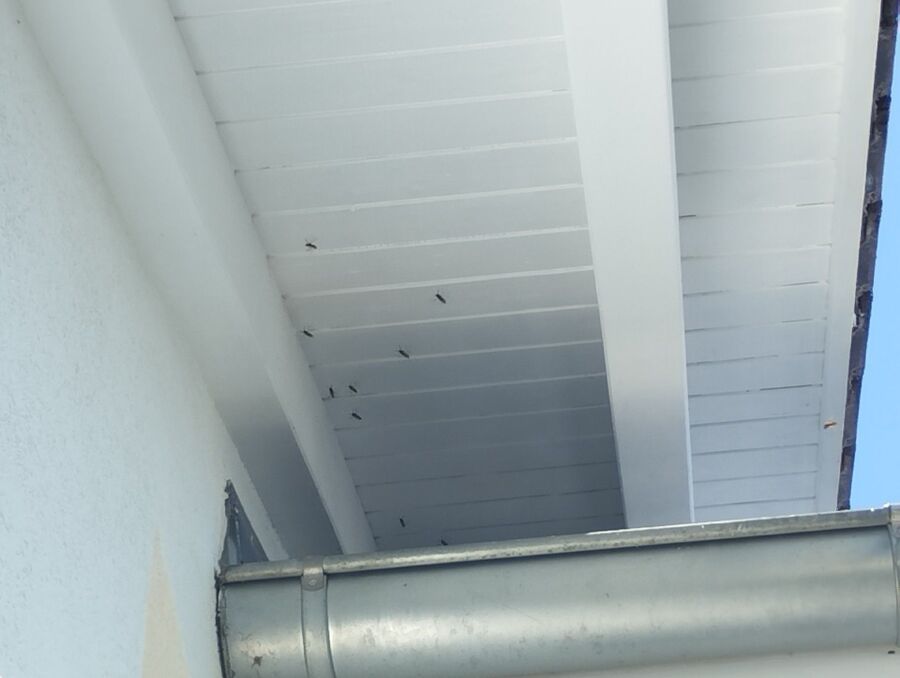 enlever un nid d abeille