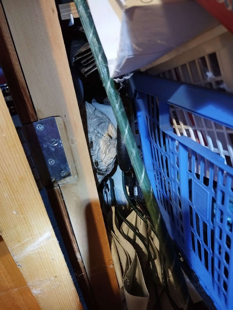 essaim d abeille enlevement