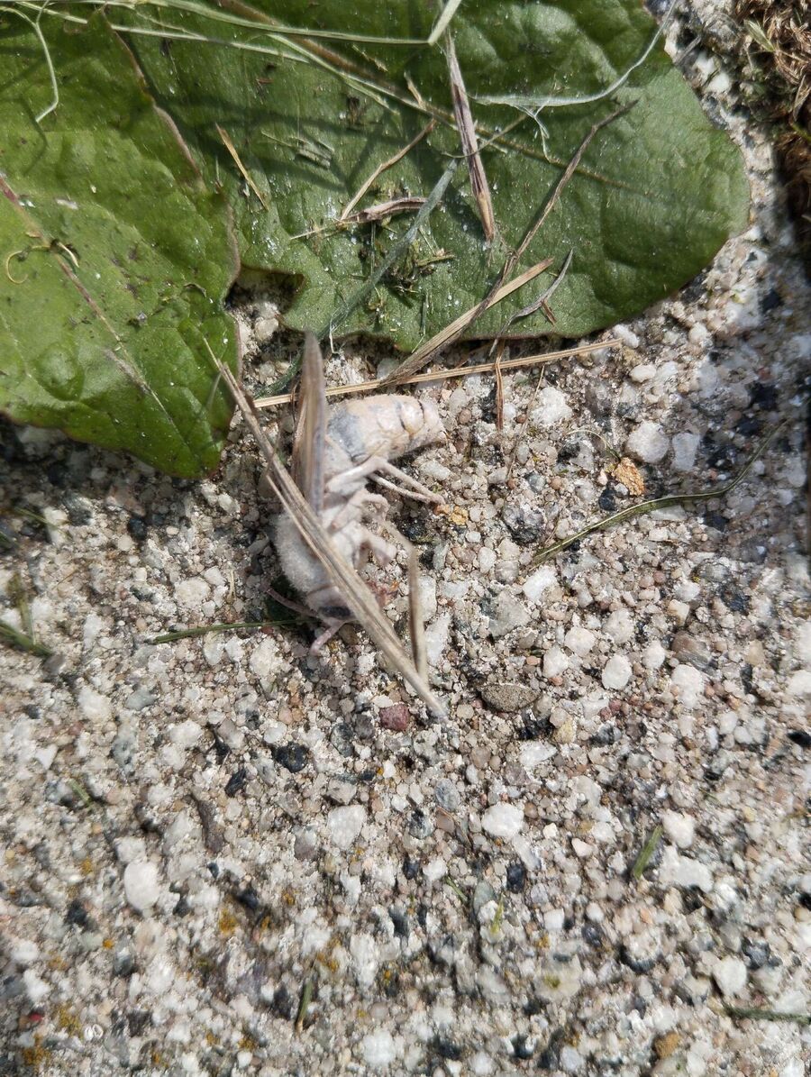 nid d abeille que faire