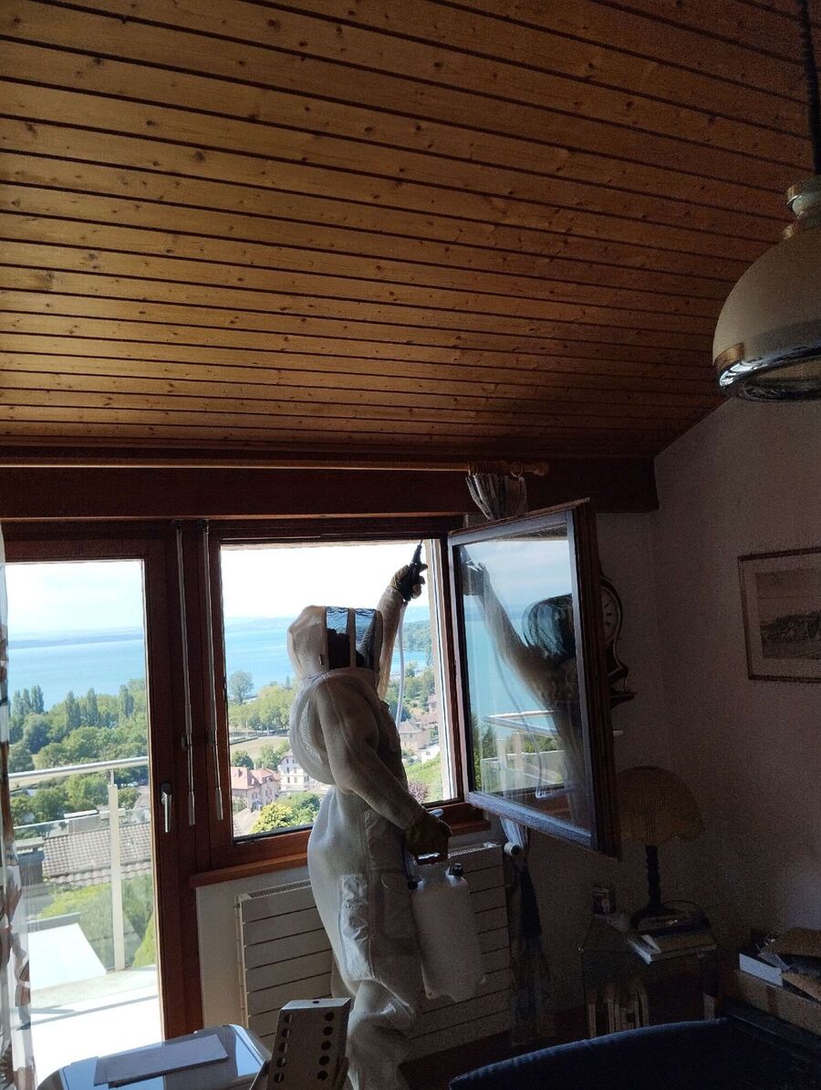 ruche abeille maison que faire