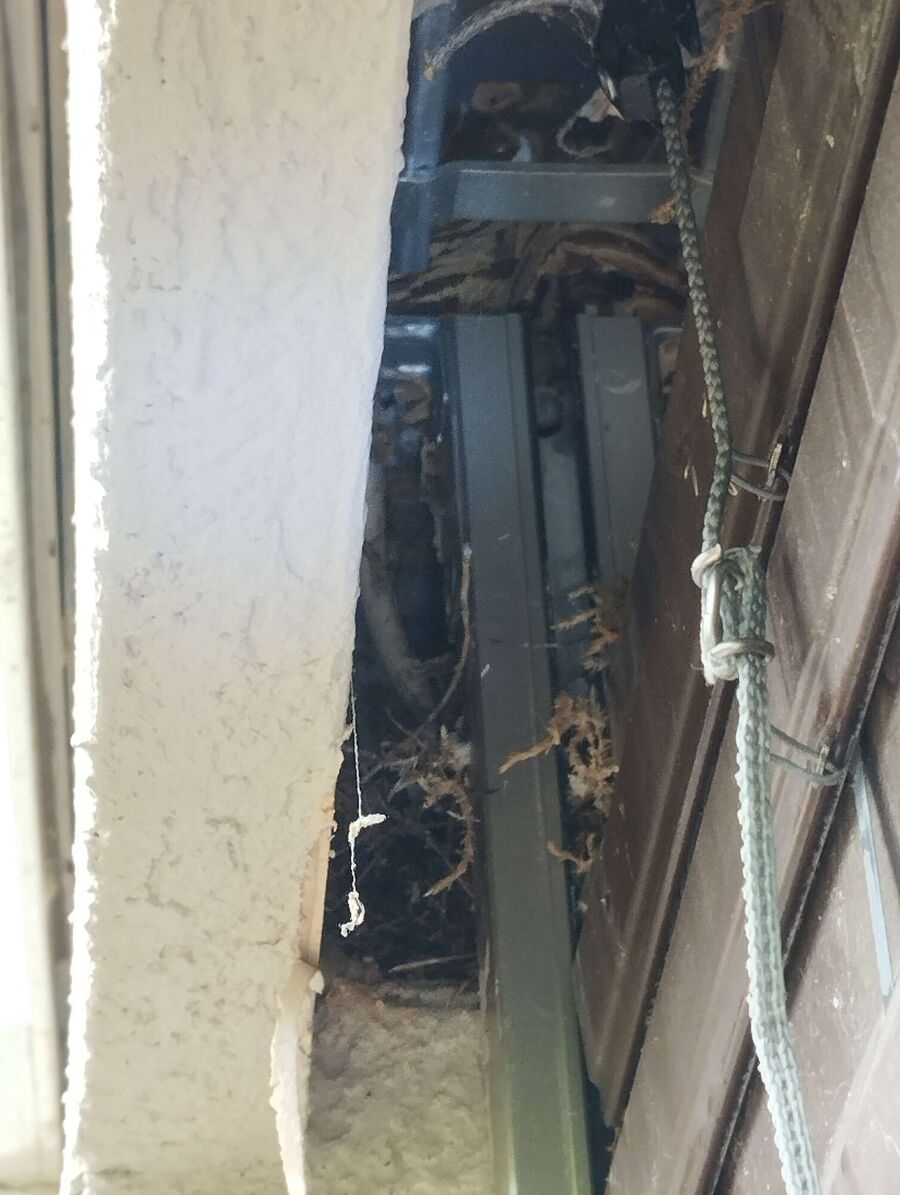 essaim d abeille enlevement