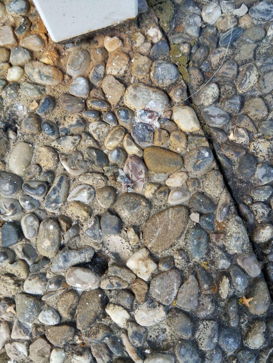 nid d abeille que faire