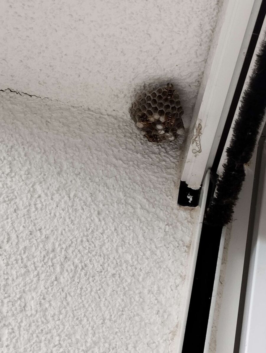 ruche abeille maison que faire