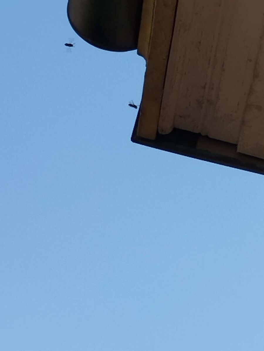 nid d abeille que faire