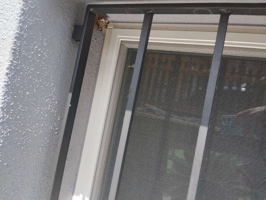 enlever un nid d abeille