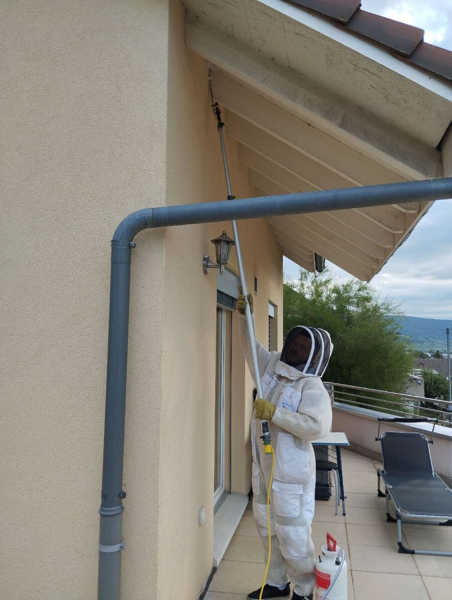 essaim d abeille enlevement