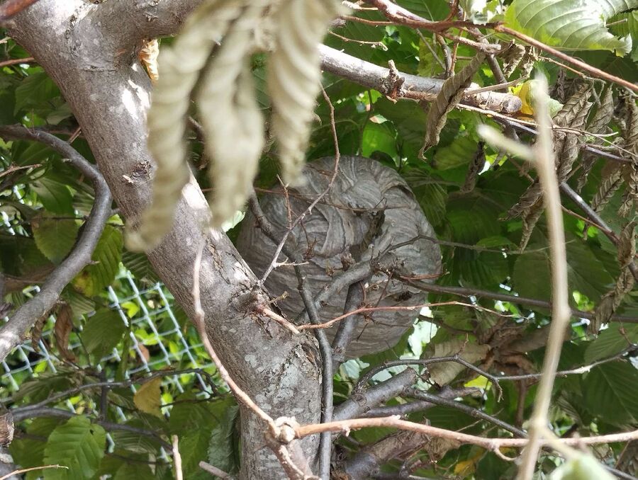 nid d abeille que faire