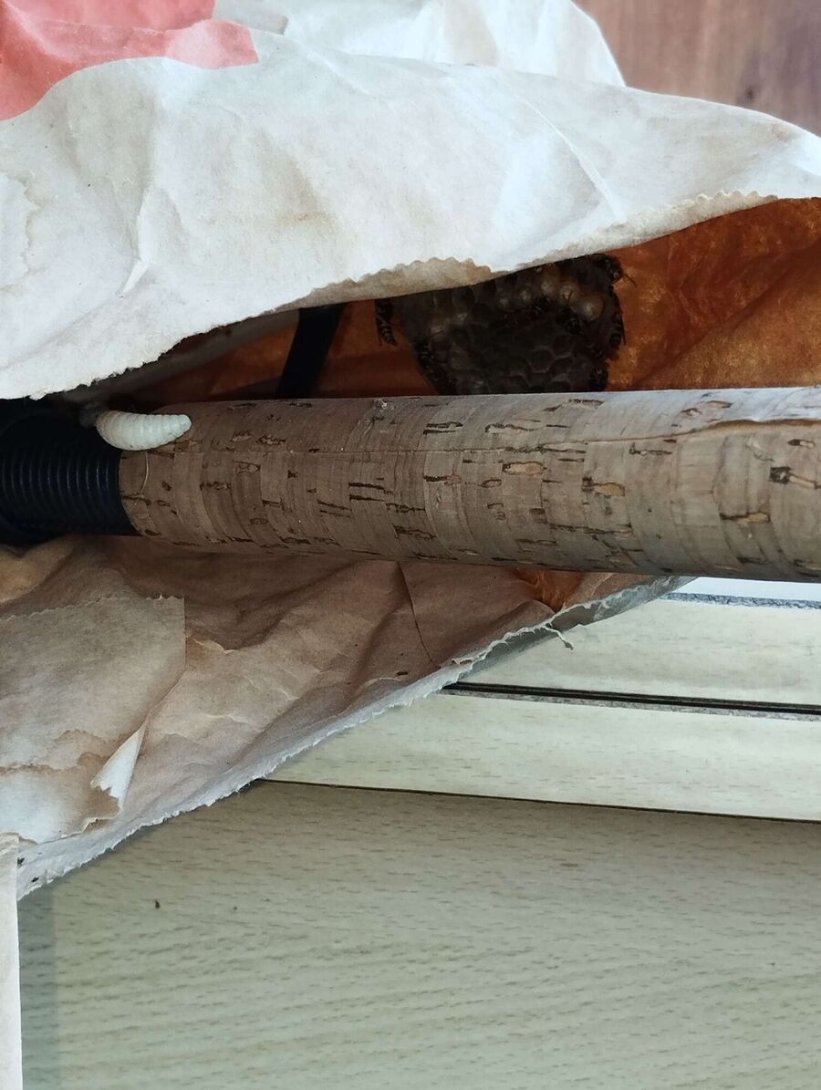 essaim d abeille enlevement