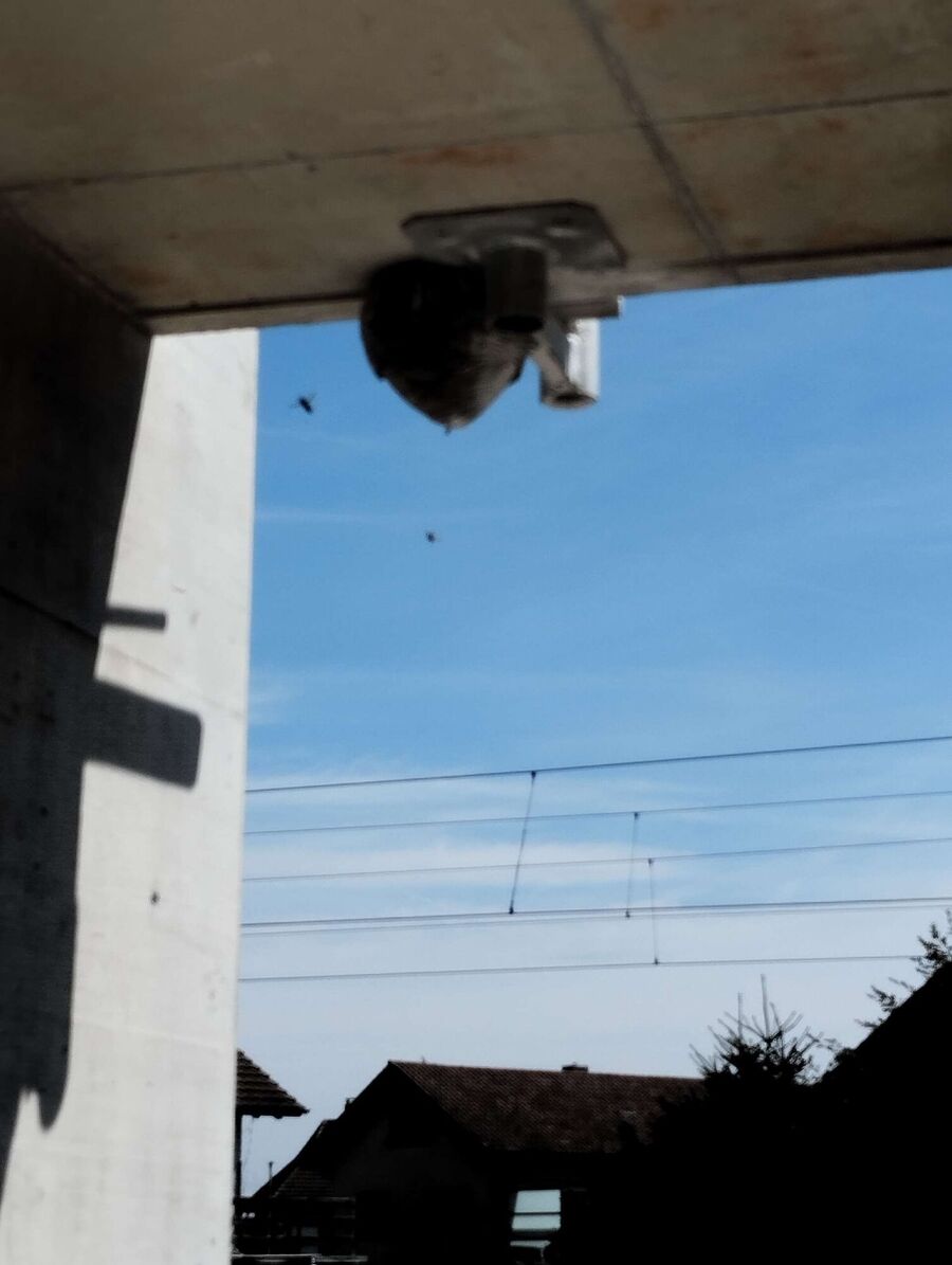 nid d abeille que faire