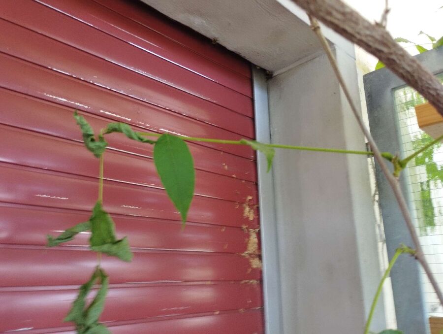 ruche abeille maison que faire