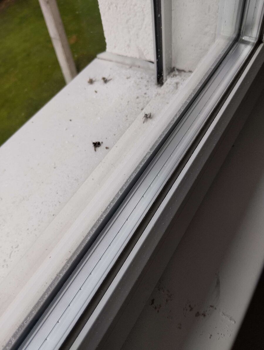 essaim d abeille enlevement