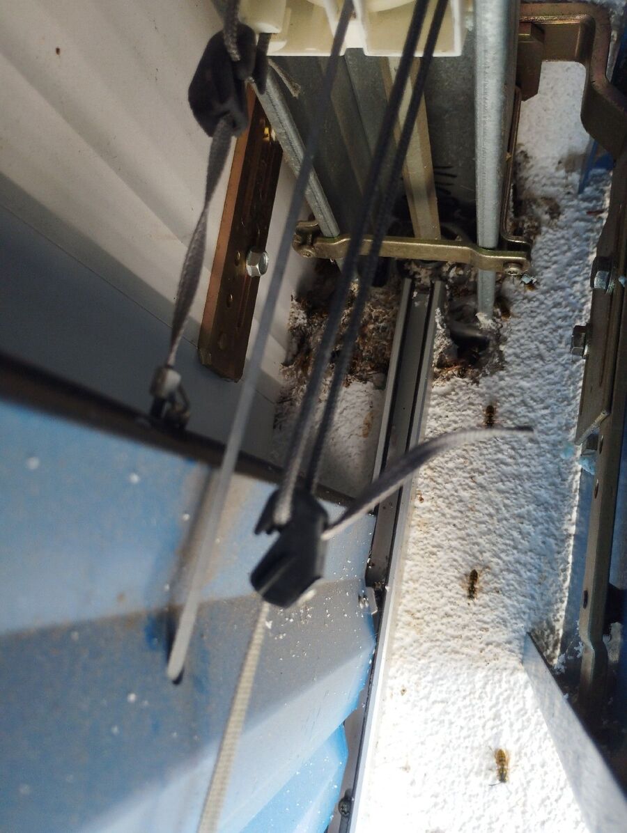 essaim d abeille enlevement