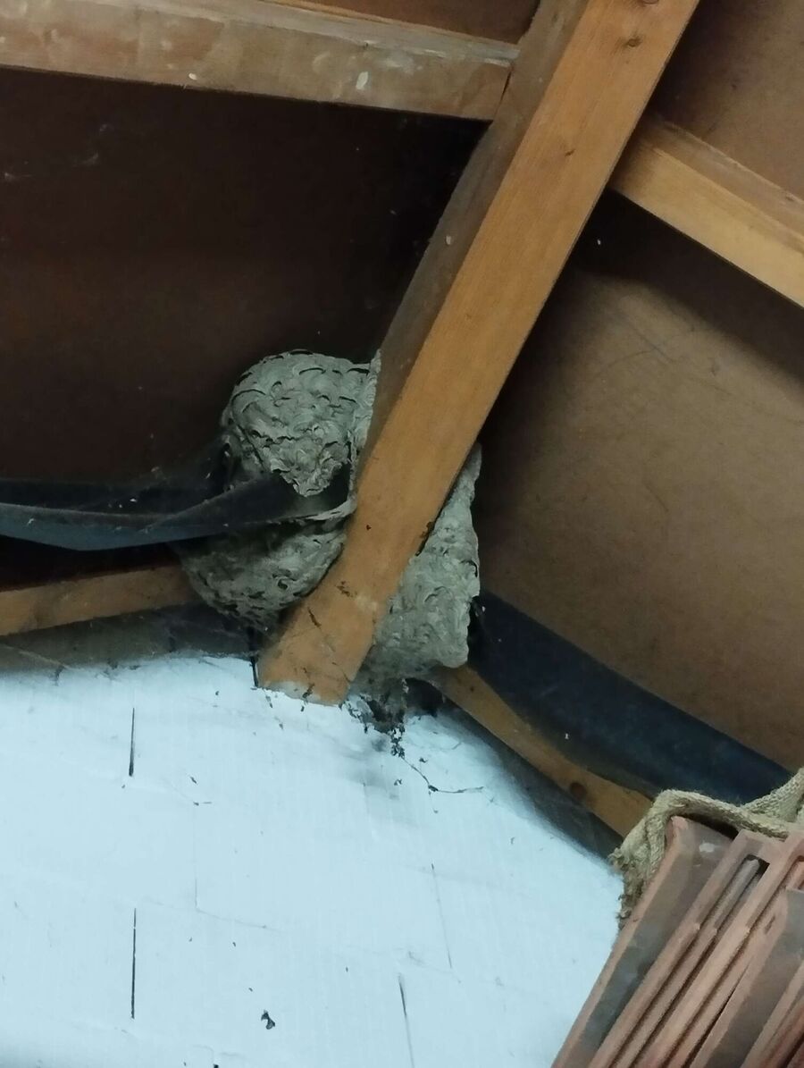 ruche abeille maison que faire