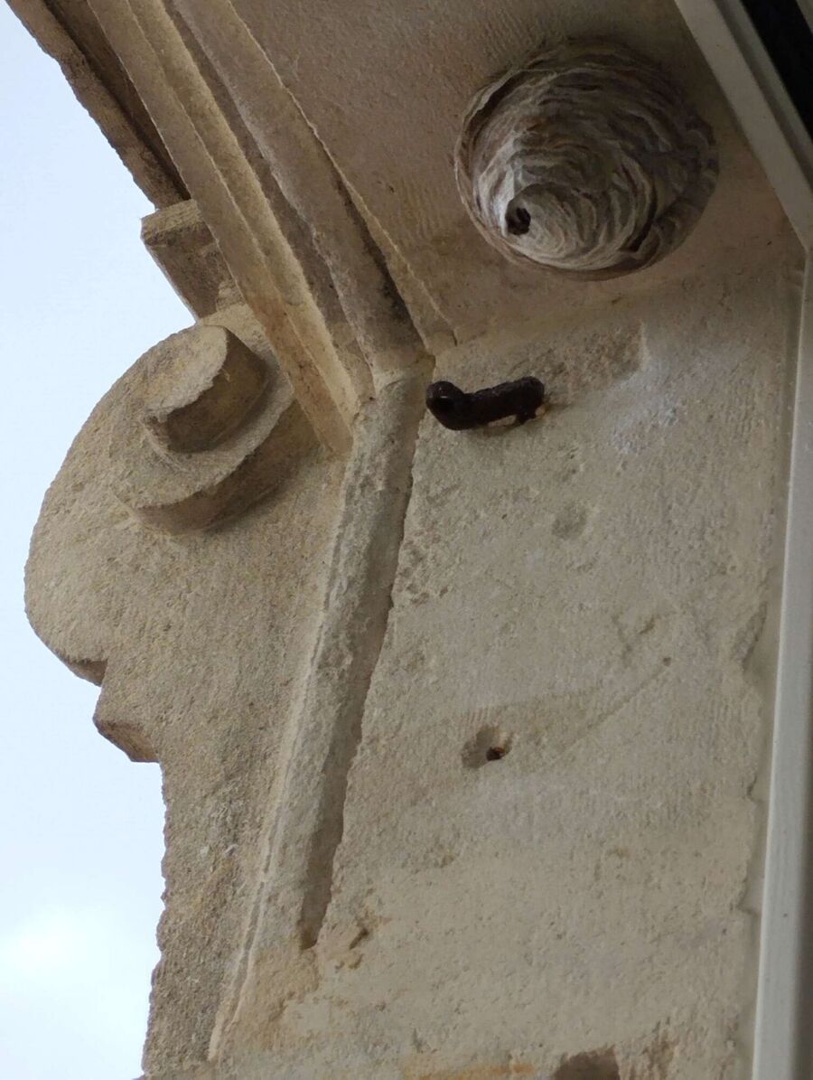 essaim d abeille enlevement