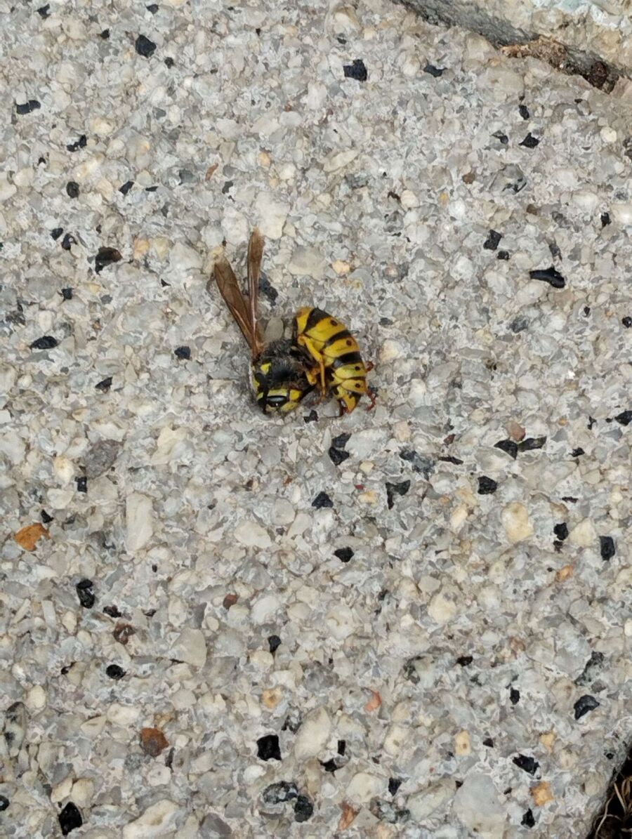 enlever un nid d abeille