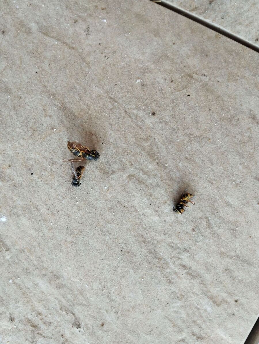 nid d abeille que faire