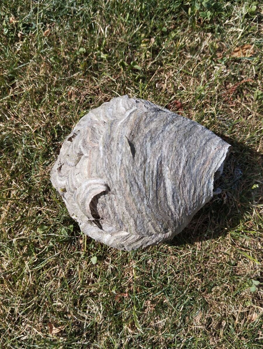 essaim d abeille enlevement