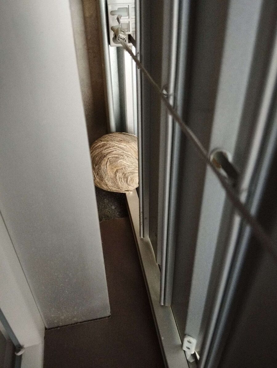 ruche abeille maison que faire