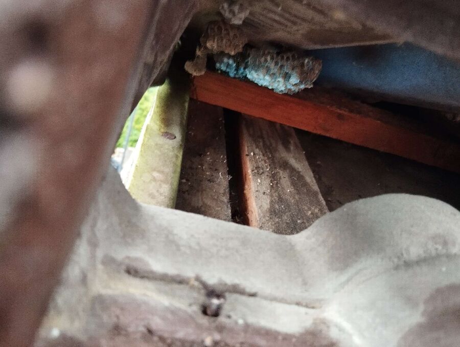 essaim d abeille enlevement