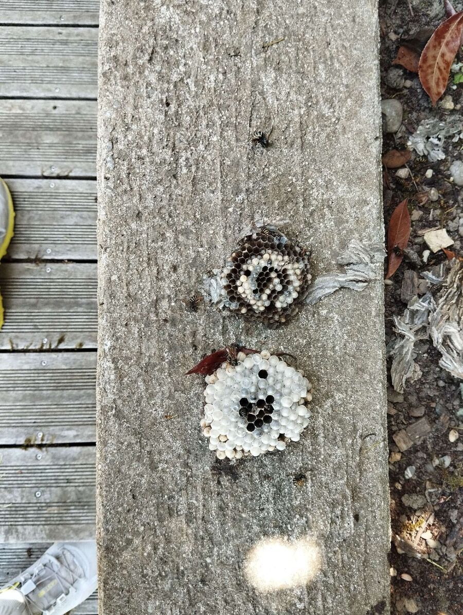 nid d abeille que faire