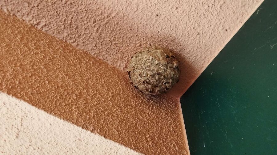 ruche abeille maison que faire