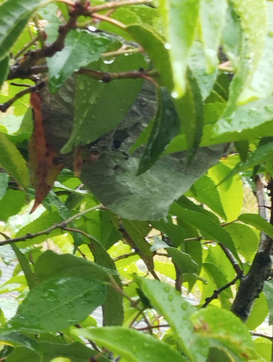 essaim d abeille enlevement